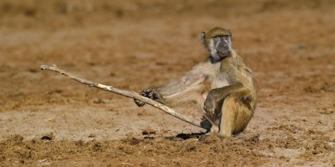पशुओं के सबसे हास्यास्पद तस्वीरें - एक छड़ी के साथ एक बंदर