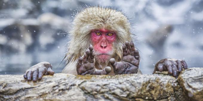 पशुओं के सबसे हास्यास्पद तस्वीरें - बंदर