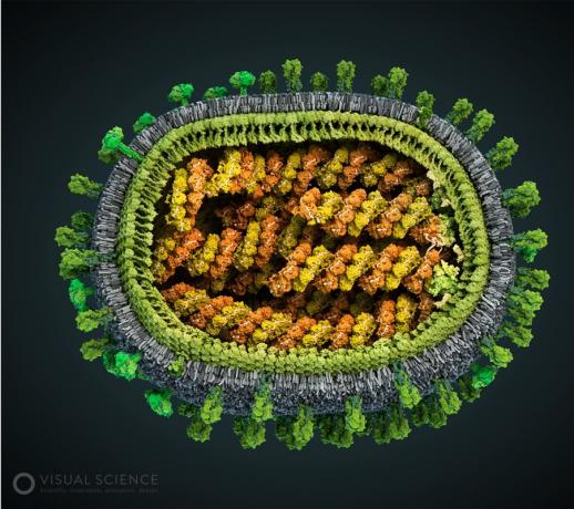 इन्फ्लूएंजा वायरस के मॉडल