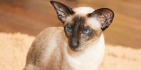 स्याम देश की बिल्ली: नस्ल विवरण, चरित्र और देखभाल