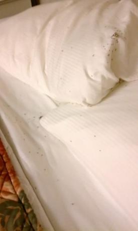 होटल के कमरे में कीड़े