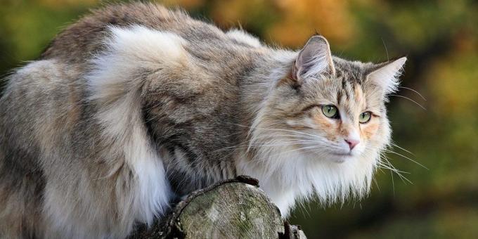 बड़े बिल्ली नस्लों: नार्वे वन