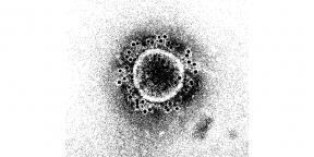 नए कोरोनोवायरस के लिए प्रतिरक्षा कब तक चलेगी?