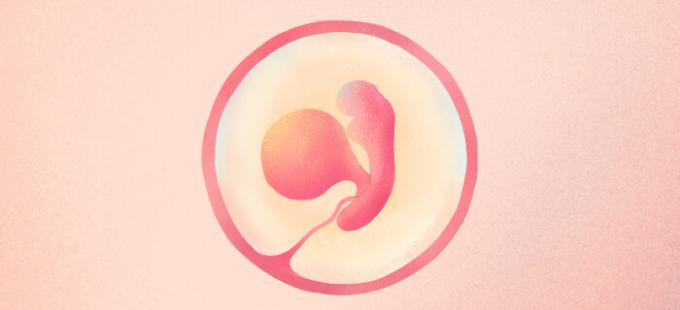 5 सप्ताह के गर्भ में शिशु कैसा दिखता है?