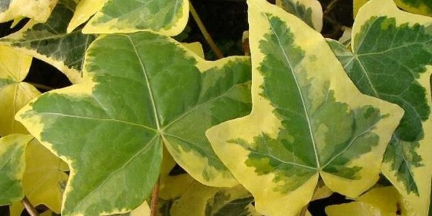 शेड houseplants: Hedera (पीला लहर आइवी लता)