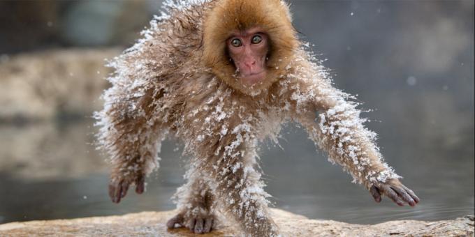 मजेदार पशु तस्वीरें - जमे हुए बंदर