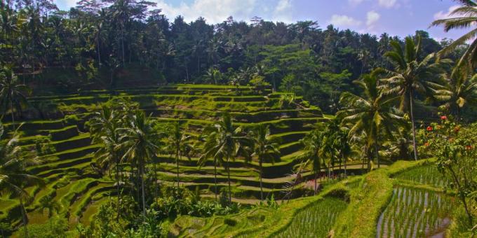 चावल छतों Tegallalang, इंडोनेशिया: एशियाई क्षेत्र जानबूझकर पर्यटकों को आकर्षित