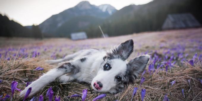 कैसे कुत्तों के खूबसूरत तस्वीरें बनाने के लिए: कैमरा और लेंस महत्वपूर्ण हैं