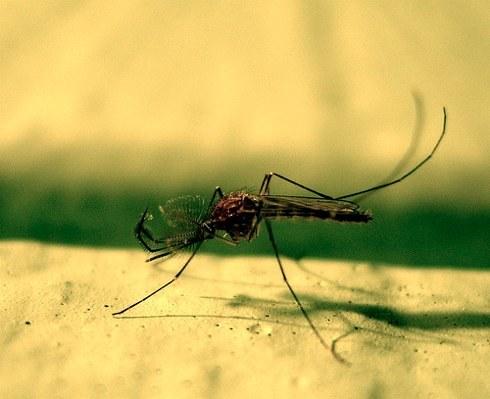 कैसे कीड़ों से स्वयं की रक्षा करने पर मच्छरों के खिलाफ लोक उपचार, सलाह