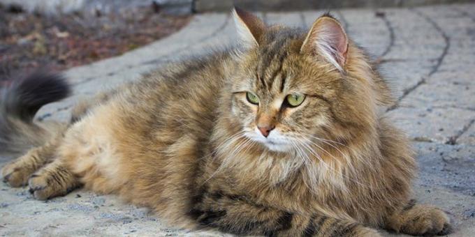 बड़े बिल्ली नस्लों: साइबेरियाई
