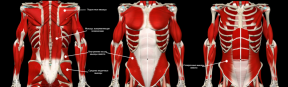 मांसपेशी छाल के विकास के गाइड: शरीर रचना विज्ञान, परीक्षण और प्रशिक्षण कार्यक्रम