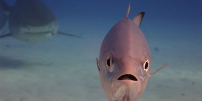 पशुओं के सबसे हास्यास्पद तस्वीरें - मछली