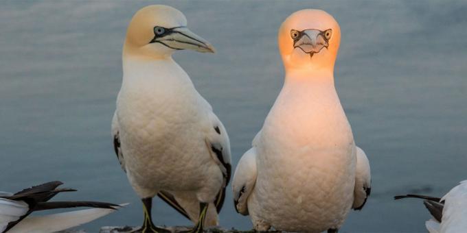 पशुओं के सबसे हास्यास्पद तस्वीरें - एक चमकदार सिर के साथ एक पक्षी