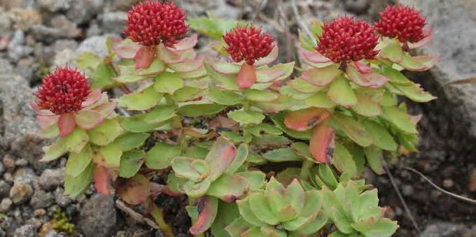 लोकप्रिय adaptogens: Rhodiola rosea