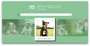 लायें - Microsoft से नवाचार, जो आपकी फोटो में अपने कुत्ते को लेने जाएगा