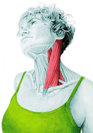 गर्दन के पक्ष flexors के खींच: की खींच एनाटॉमी