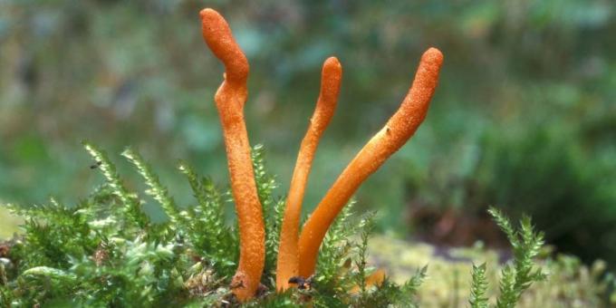 लोकप्रिय adaptogens: Cordyceps