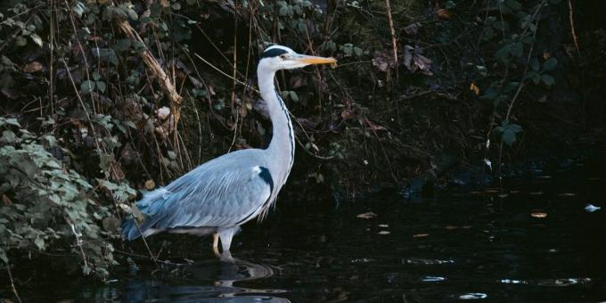 वन्यजीव जीवन रक्षा: पानी खोजने के लिए पक्षियों के पास मत जाओ