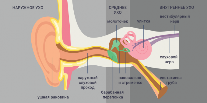 ट्यूबो-ओटिटिस: कान की संरचना 