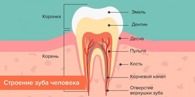 कहां है क्षय: मानव दांत की संरचना