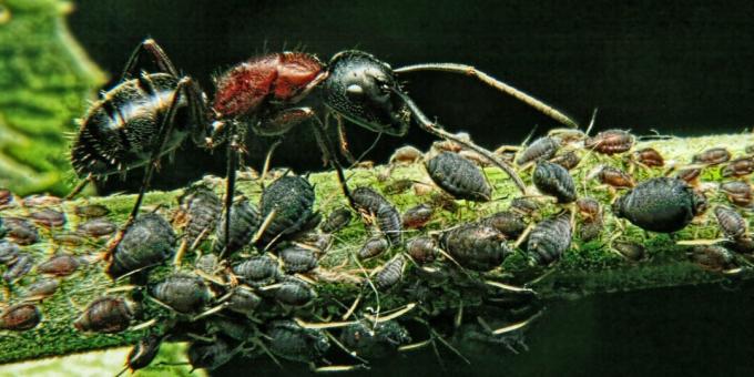 जानवरों के बारे में गलत धारणाएं और दिलचस्प तथ्य: दुनिया में सबसे शक्तिशाली प्राणी एक चींटी है