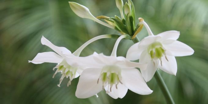 कक्ष बल्बनुमा फूल: euharis