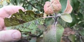 सेब के पेड़ों, नाशपाती और अन्य पौधों को स्कैब से कैसे उपचारित करें