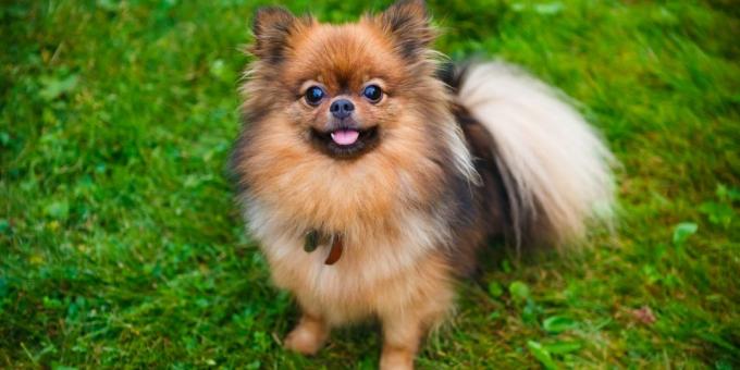 अपार्टमेंट के लिए कुत्तों नस्ल: Pomeranian