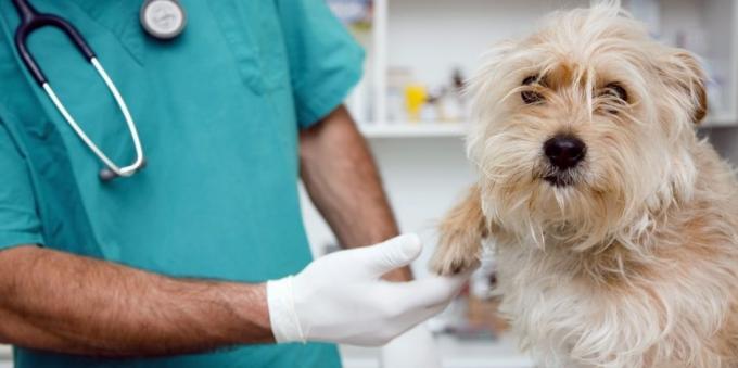 पशु चिकित्सक से नियमित रूप से दौरा कुत्ते कई स्वास्थ्य समस्याओं से राहत मिल जाएगी