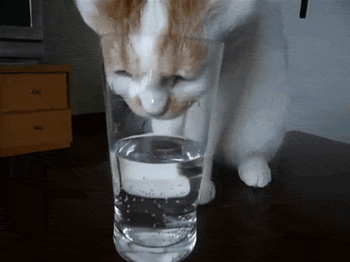 बिल्ली पीने का पानी