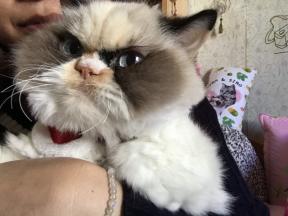 क्रोधी बिल्ली 2.0: नई क्रोधी बिल्ली इंटरनेट पर विजय प्राप्त करती है