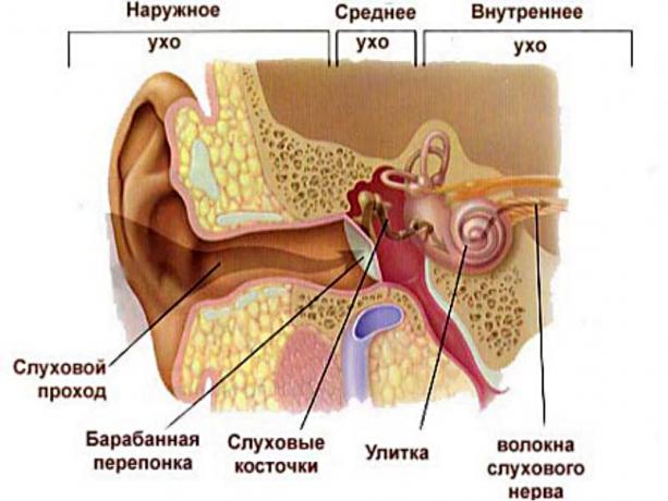 कान संरचना