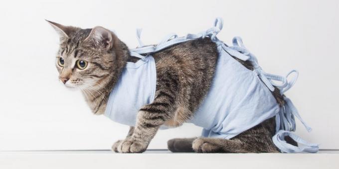 बिल्लियों neutering: कंबल
