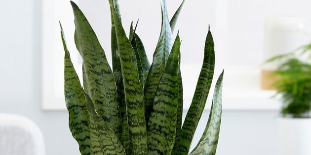शेड houseplants: sansevieriya zeylanika