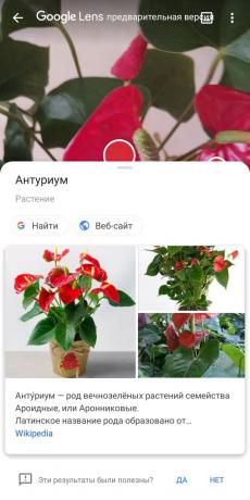 गूगल लेंस के साथ houseplants के प्रकारों की पहचान