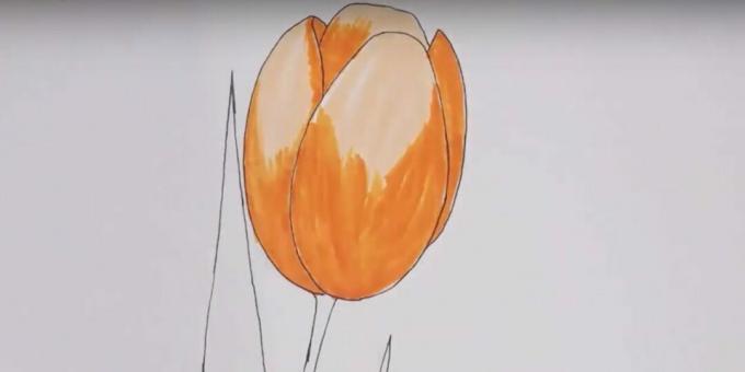 ट्यूलिप कैसे आकर्षित करें: कली नारंगी को पेंट करें