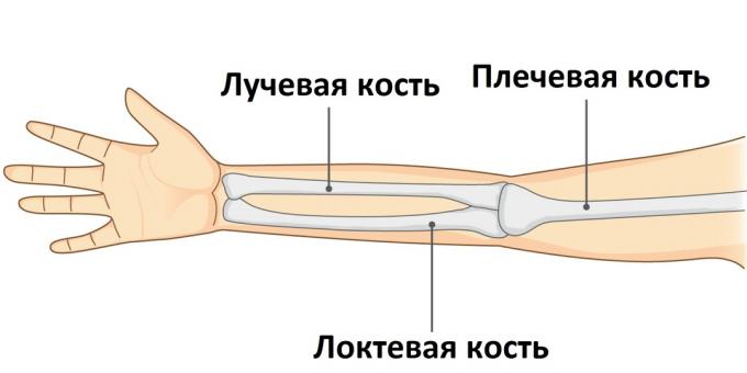 जब एक हाथ टूट जाता है, तो इसकी तीन हड्डियों में से एक घायल हो जाती है।