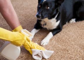 सामान्य नियम, मुश्किल दाग और सफाई उत्पादों: कैसे कालीन साफ ​​करने के लिए