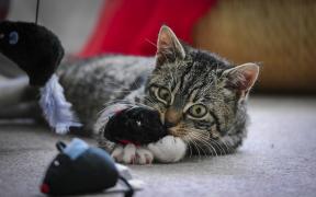 बिल्लियों के लिए खिलौने: कैसे नहीं मन में अपने पालतू जानवरों को लाने के लिए