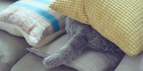 दिन की बात: Qoobo - रोबोट बिल्ली तनाव और अवसाद से निपटने के लिए