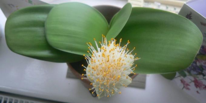कक्ष बल्बनुमा फूल: haemanthus