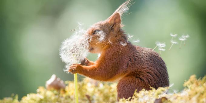 पशुओं के सबसे हास्यास्पद तस्वीरें - सिंहपर्णी साथ गिलहरी