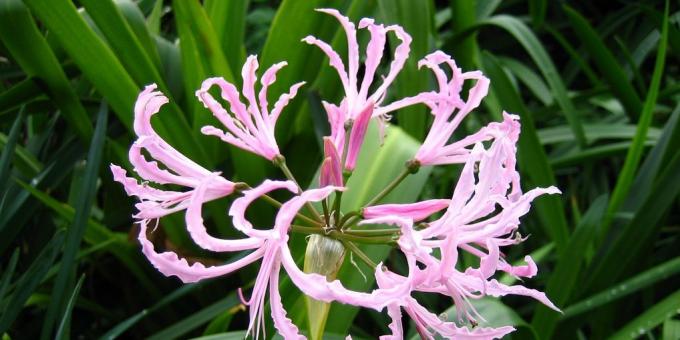 कक्ष बल्बनुमा फूल: नेरिना