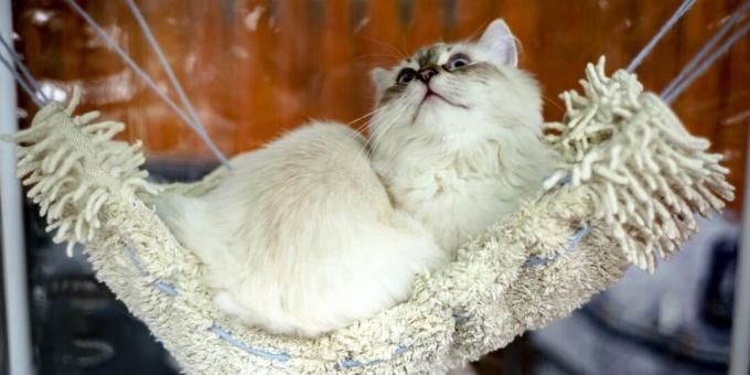 साइबेरियाई बिल्ली: चरित्र