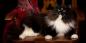 साइबेरियाई बिल्ली: नस्ल विवरण, चरित्र और देखभाल