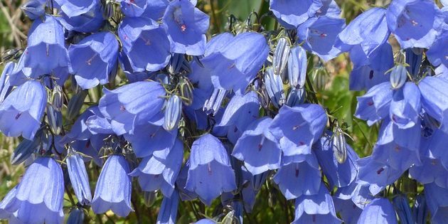 सदाबहार, फूल सब गर्मी: Bellflower