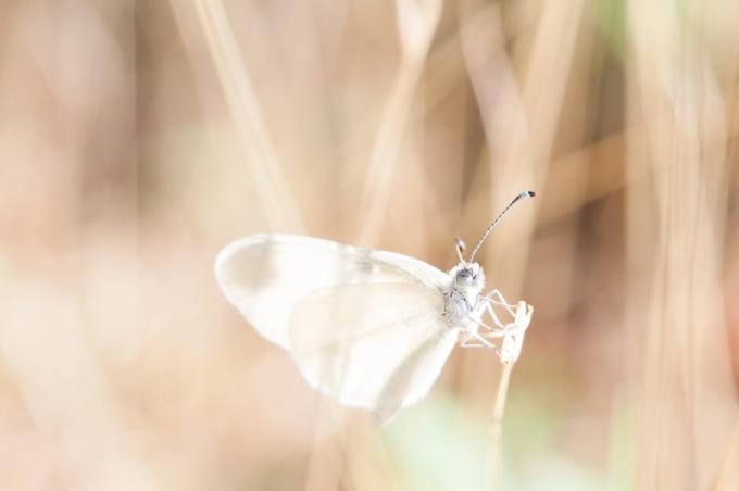 कितना सुंदर एक तितली की तस्वीर के लिए