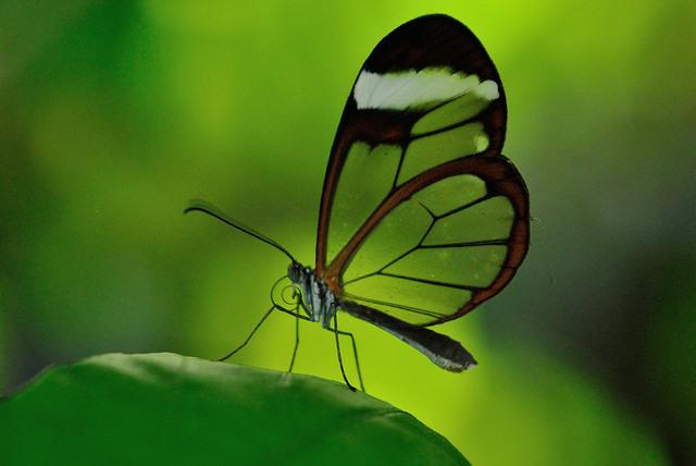 कैसे सुंदर एक तितली की तस्वीर के लिए