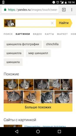 "Yandex": चित्र पर जानवर के निर्धारण