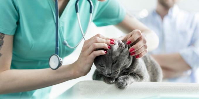 रूसी नीली बिल्ली: बीमारियां
